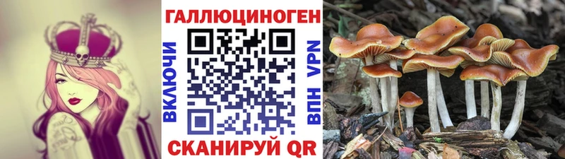 Псилоцибиновые грибы Cubensis Белокуриха
