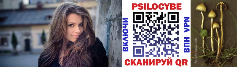Купить  Белокуриха  Галлюциногенные грибы Psilocybine cubensis 
